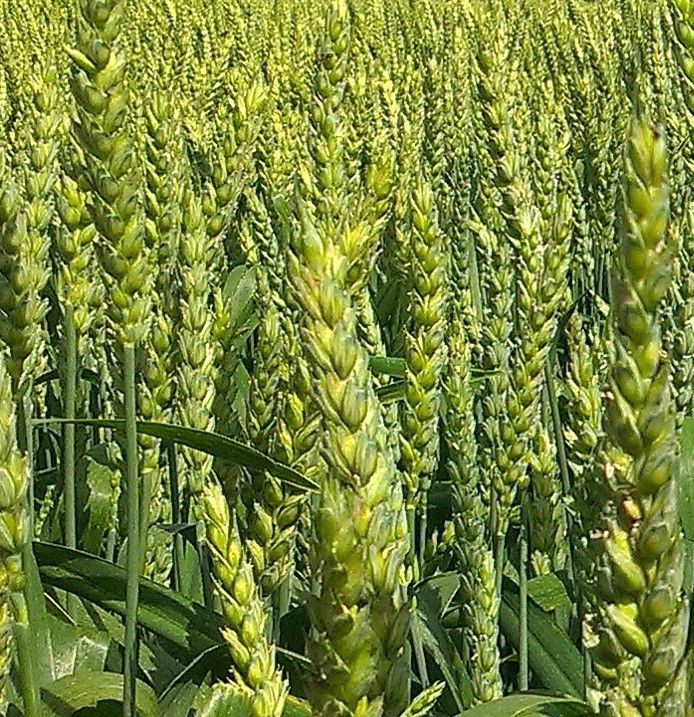 Семена пшеницы озимой сорт Новоершовская