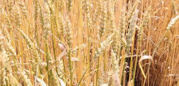 Семена пшеницы озимой сорт Левобережная 3