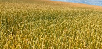 Пшеница мягкая озимая сорт АГРО СП 33 2018 