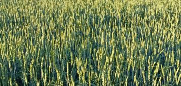 Пшеница озимая мягкая сорт Еланчик 