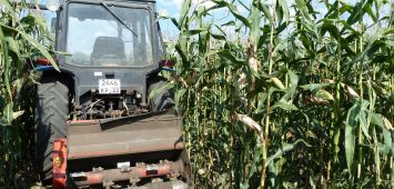 Семена гибрида кукурузы Глория МВ (ФАО 270) 