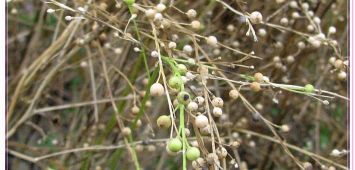  Семена крамбе (Горчица абиссинская) сорт Арфа 