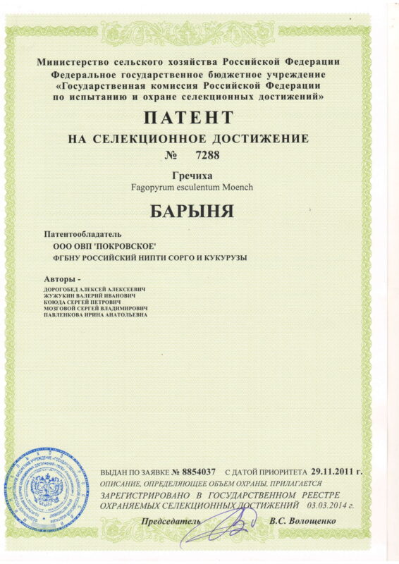 7288 Патент гречиха Барыня-1